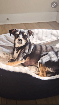 RYZE Mushroom Coffee