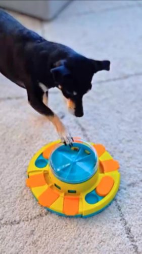 Dog Puzzle Toy 2 Levels - Potaroma