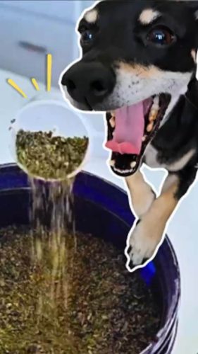 Dog Teeth Cleaning Powder - Sea Kelp Powder - NuLife