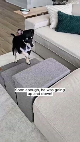 Dog Stairs for High Bed - Love's cabin